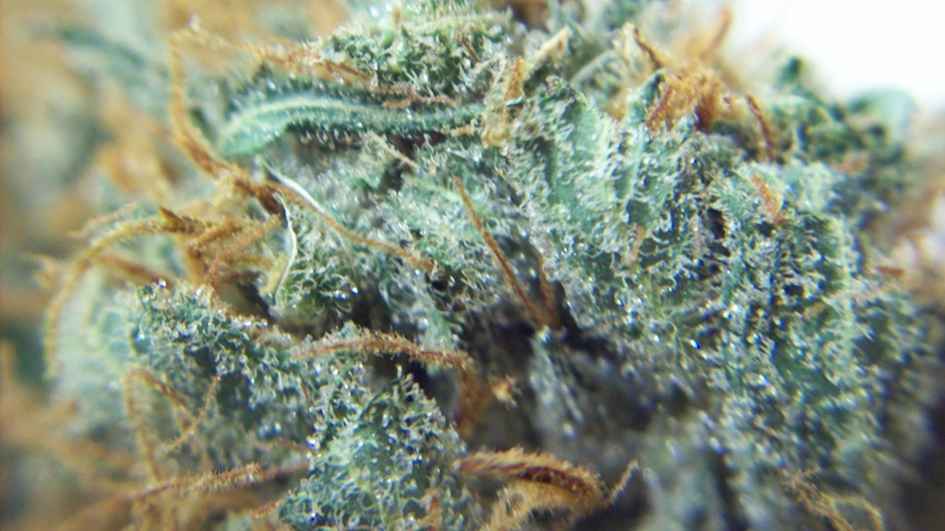 GSC Magic: A Comprehensive Overview of Girl Scout Cookies Strain